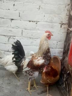 Hens for sale ek male ha or 2 female ha what's app 03289437857