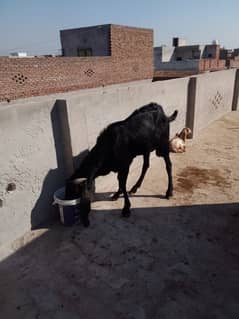 Breeder Bakra for sale