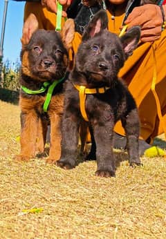 German shepherd puppies available for sale