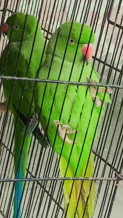 parrot for sale