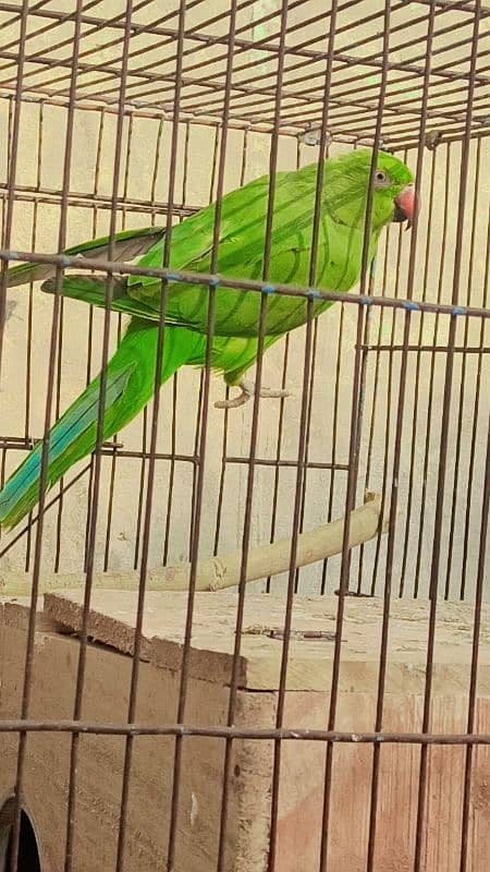 parrot for sale 1