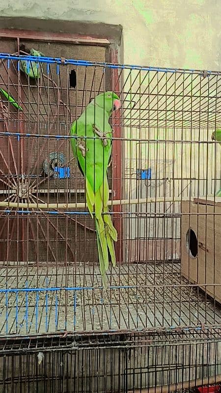 parrot for sale 2