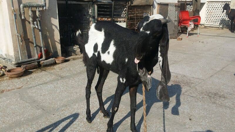 Betal bakri for sale 0