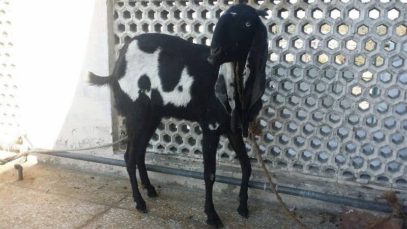 Betal bakri for sale 1