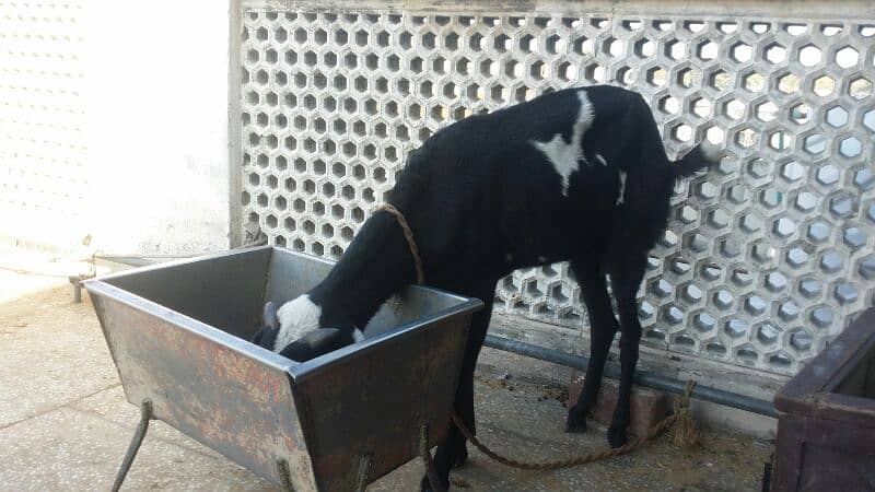 Betal bakri for sale 2