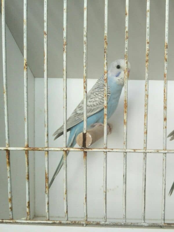 2 Gw Budgies Male 1 FBG Rainbow working 1