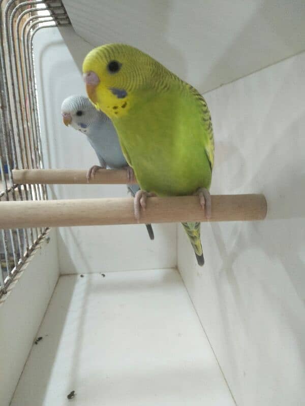 2 Gw Budgies Male 1 FBG Rainbow working 2