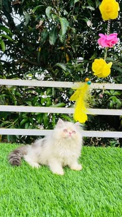 Persian kittens Available Whatsapp number 03251905001