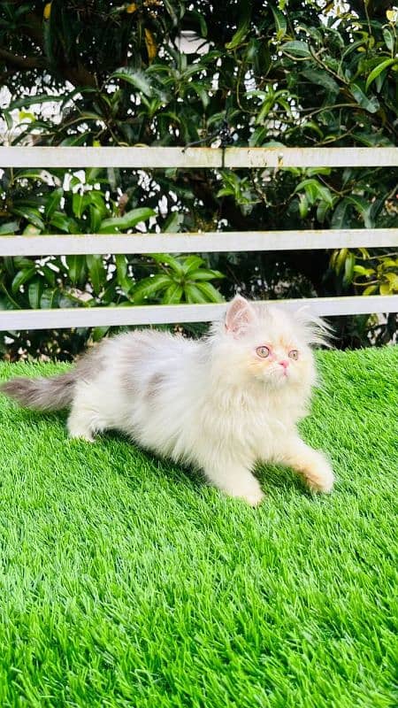 Persian kittens Available Whatsapp number 03251905001 3