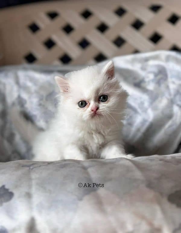 Persian kittens Available Whatsapp number 03251905001 1