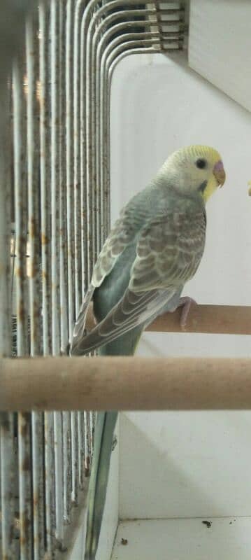 2 Gw Budgies Male 1 FBG Rainbow working 0