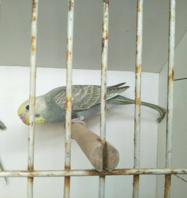 2 Gw Budgies Male 1 FBG Rainbow working 3