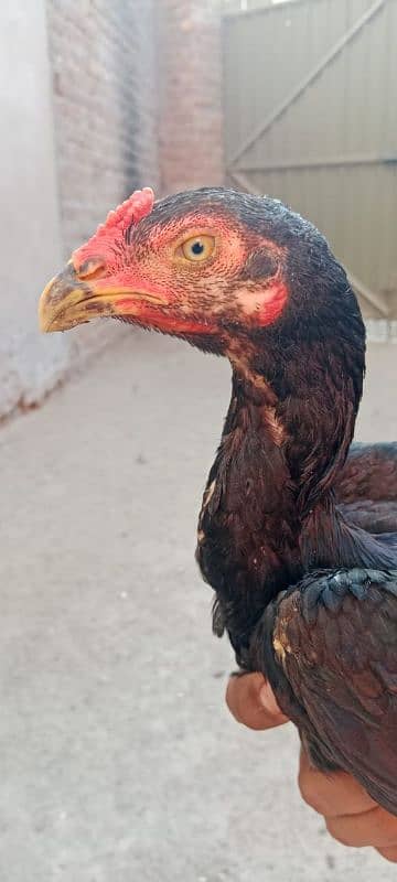 Aseel Chiks Available For Sale Age 5 months Above 0