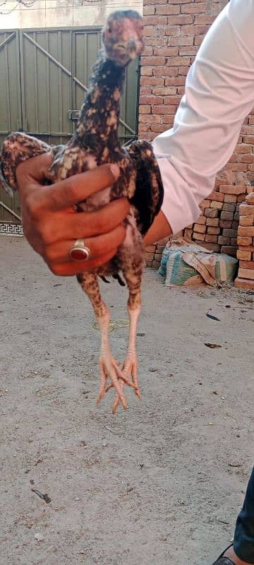 Aseel Chiks Available For Sale Age 5 months Above 7