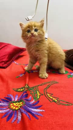 Persian kittens Available Whatsapp number 03251905001