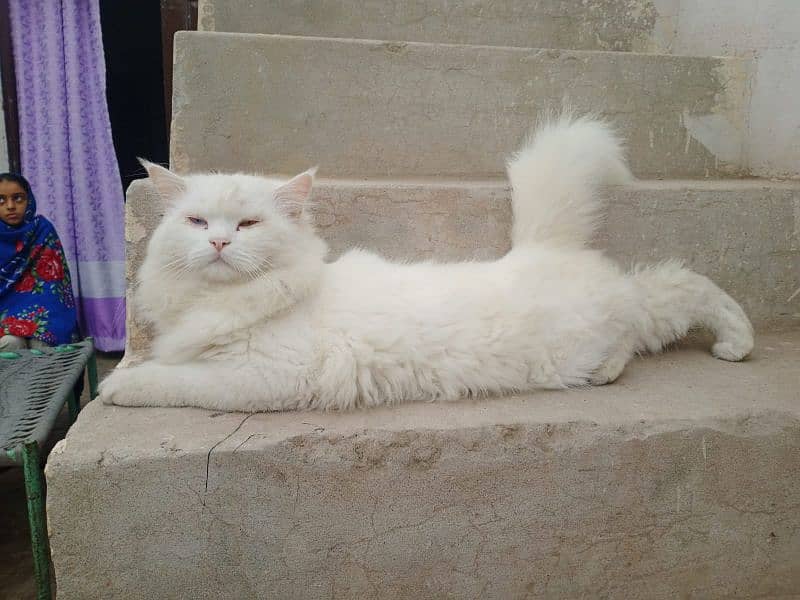 triple coat washrom trained male 03058805062 6