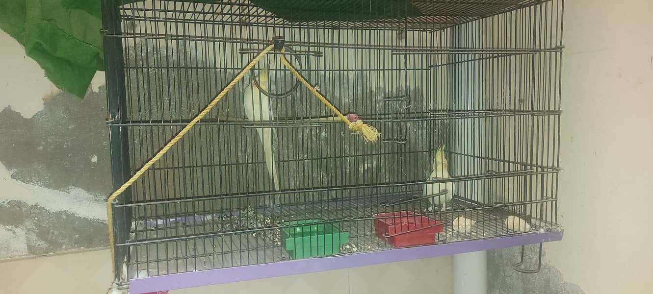 Cocktail, Cages , Boxes for sale home setup 2