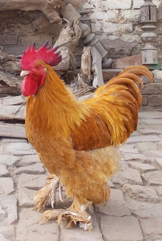 Golden Heavy buff Rooster 0