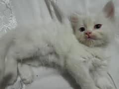 Persian kittens for sell