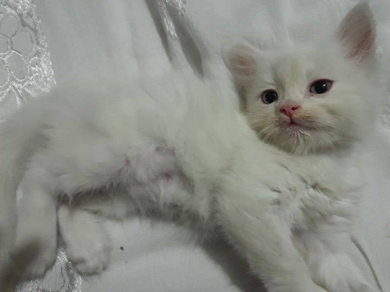 Persian kittens for sell 0