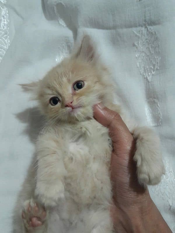 Persian kittens for sell 2