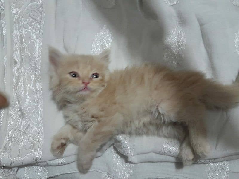 Persian kittens for sell 5