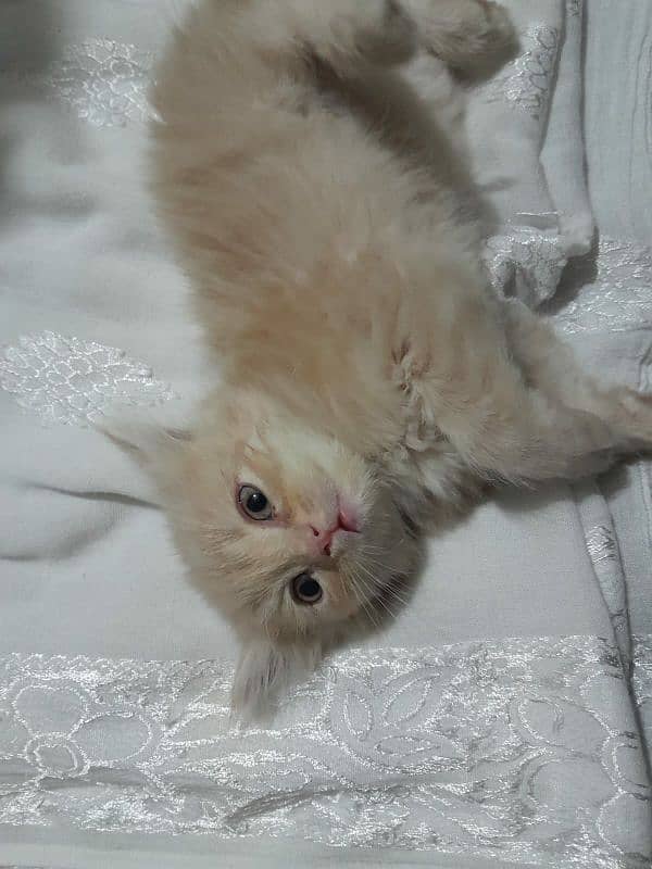 Persian kittens for sell 7