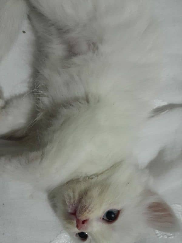 Persian kittens for sell 10