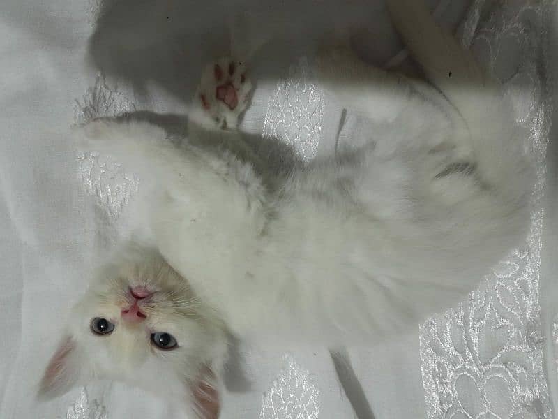 Persian kittens for sell 11