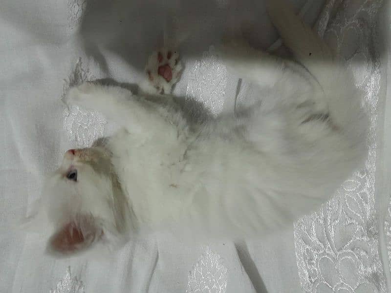 Persian kittens for sell 12