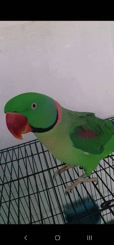 Talking parrot Raw breed 0