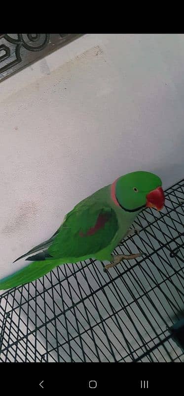 Talking parrot Raw breed 1