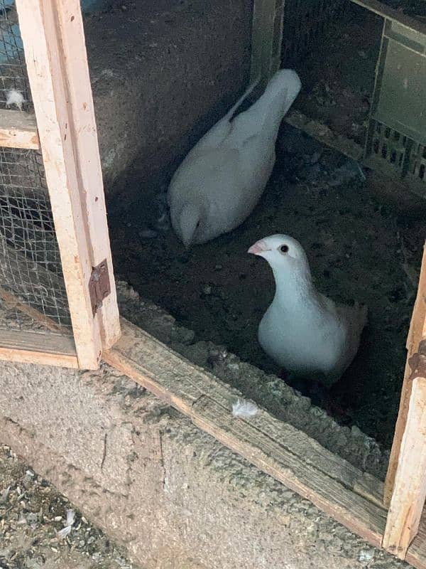 pigeons/kabotar 4