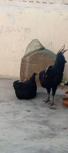 Ayam cemani black Tung full original pair for argent sale. .