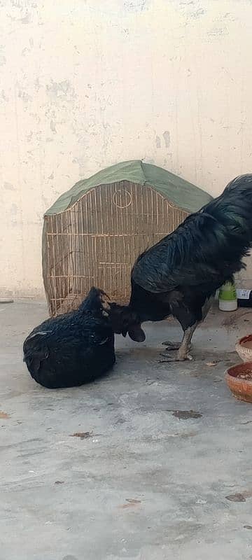 Ayam cemani black Tung full original pair for argent sale. . 1