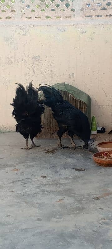 Ayam cemani black Tung full original pair for argent sale. . 2