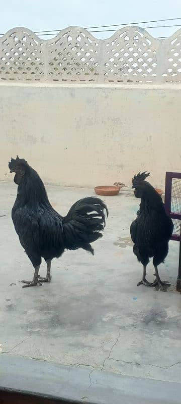 Ayam cemani black Tung full original pair for argent sale. . 4