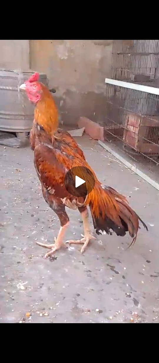 2 hen healthy or 1 male healthy java breed bachy b hain 3