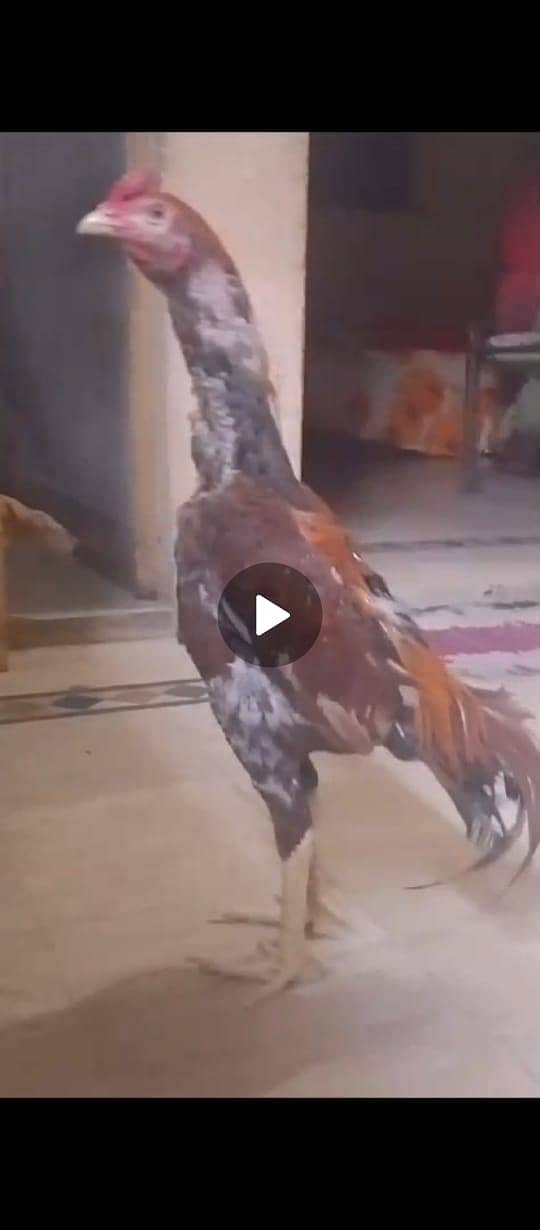 2 hen healthy or 1 male healthy java breed bachy b hain 4