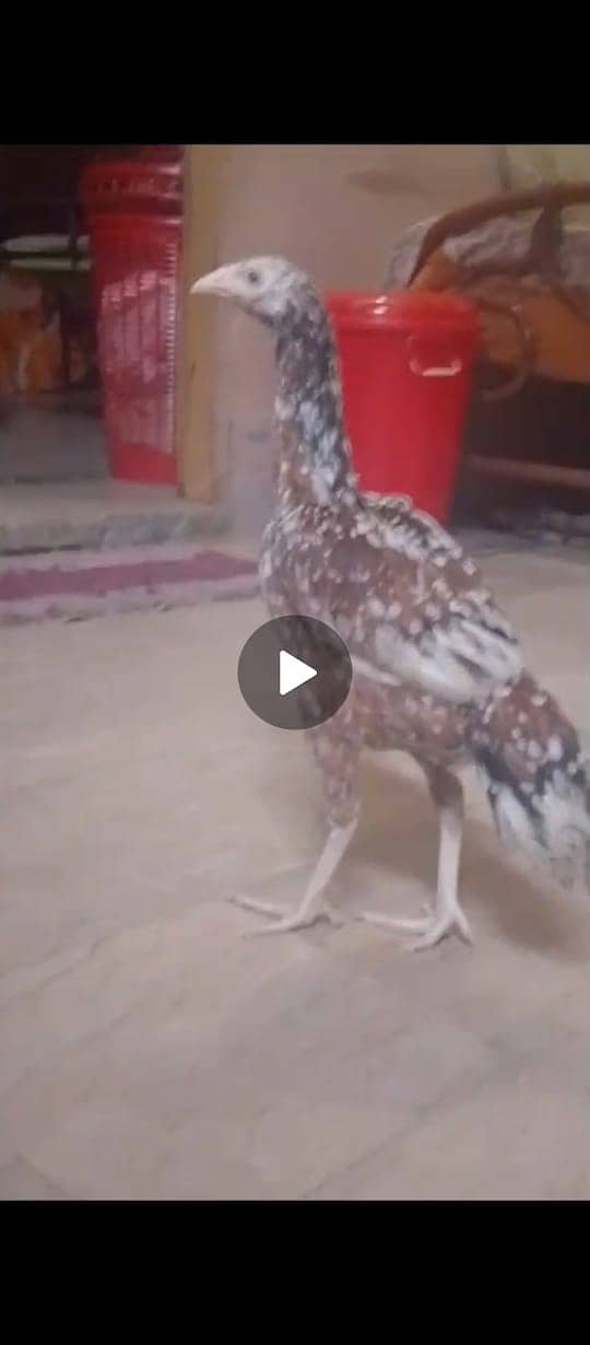 2 hen healthy or 1 male healthy java breed bachy b hain 5