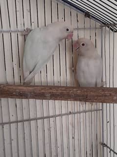 2 Albino Red eye Females