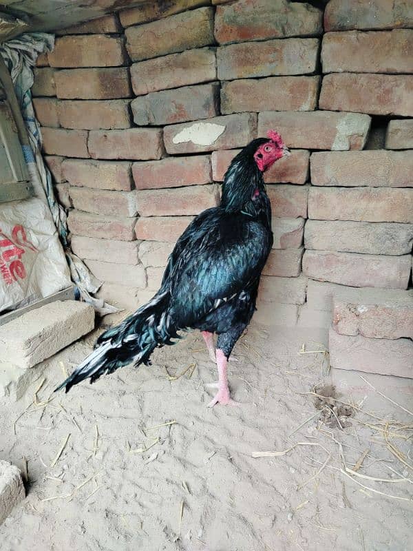 pure Lasani Aseel murgaa or zero size Amroha k chicks 5