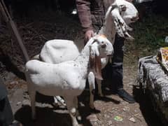 Rajanpuri bakara/ بکرا/ kajla / chatra /male Sheep /goat for sale