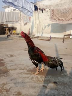 Aseel Mianwali Cross Breed