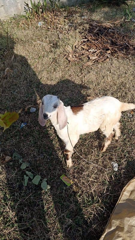 Goat Baby 3