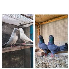 pigeons