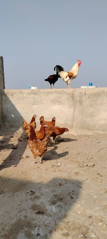 Golden misrii Desi Hen's For Sale 1