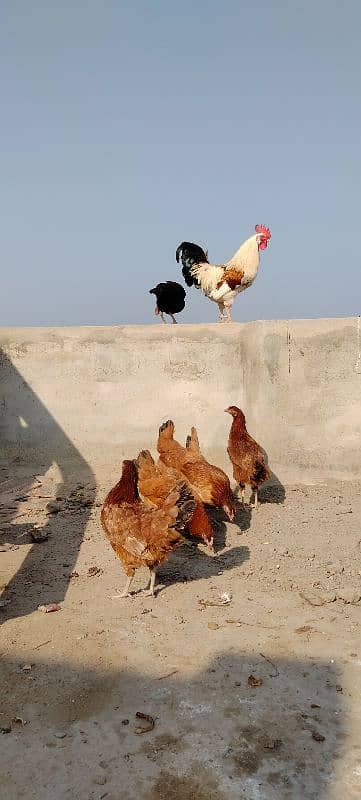 Golden misrii Desi Hen's For Sale 2