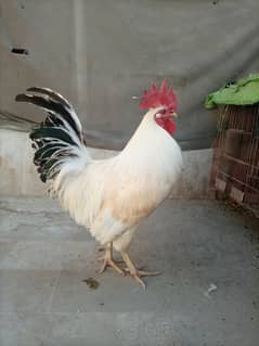 Desi murga (rooster)