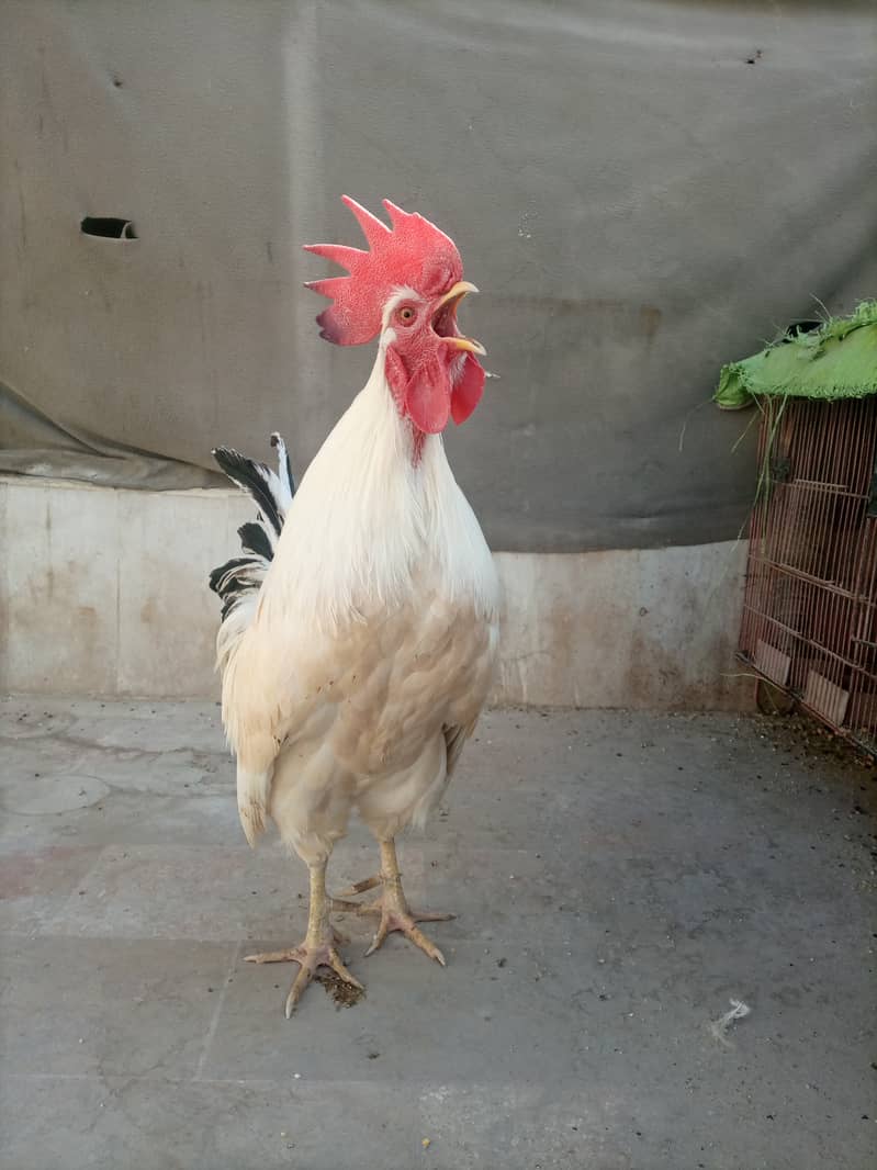 Desi murga (rooster) 1